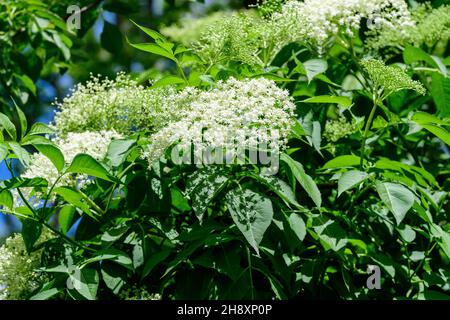 Strauch mit weißen Blüten der Viburnum opulus-Pflanze, bekannt als Wacholderrose, Wasserholder, Krampenrinde, Schneeballbaum und europäischer Cranberry-Busch, in einer Sonne Stockfoto