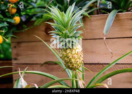 Nahaufnahme von roher gelber Ananas oder Ananas in einer Holzkiste im Garten bei Regen, mit kleinen Wassertropfen auf grünen Blättern in einem Bio-Garten, beaut Stockfoto
