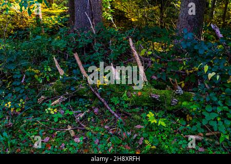 Wurzeln mit Pilzen im Herbst Stockfoto