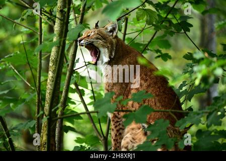 Eurasischer Luchs (Lynx Luchs) sitzt. Wald im Hintergrund Stockfoto