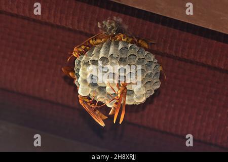 Nahaufnahme eines Papierwespennestes (Polistes major colombianus,), das an einer Holzdecke hängt Stockfoto