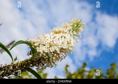 Viele kleine Blüten der Buddleja davidii Pflanze, bekannt als Sommerflieder, Schmetterlingsbusch oder Orangenauge, in voller Blüte und grünes Gras in einem sonnigen spr Stockfoto