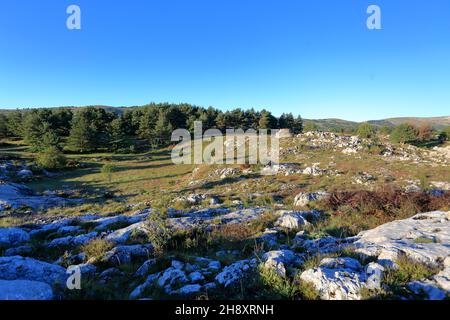 Plateau de Caussols, Parc regional des Prealpes d'Azur, Alpes Maritimes, PACA Stockfoto