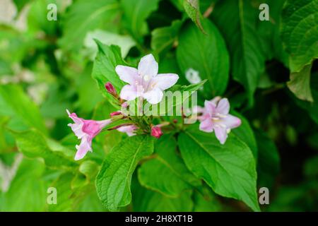 Viele hellrosa Blüten von Weigela florida Pflanze mit Blumen in voller Blüte in einem Garten in einem sonnigen Frühlingstag, schöne Outdoor-Blumen Hintergrund pho Stockfoto