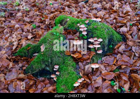 Wurzeln mit Pilzen im Herbst Stockfoto