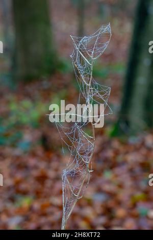 Pflanze im Winter mit gefrorenem Spinnennetz Stockfoto