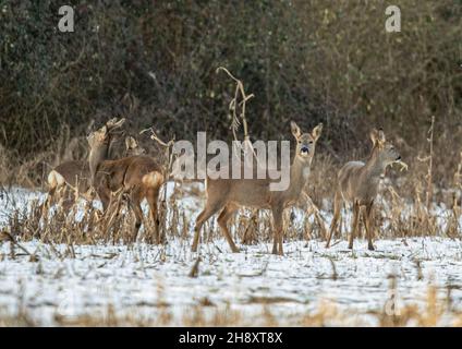 Eine gemischte Gruppe von vier Roe Deer, buckt und tut, Nahrungssuche in der Spieldecke im Schnee. Suffolk, Großbritannien Stockfoto