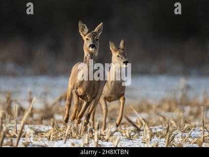 Ein Paar Roe Deer, die im Schnee direkt auf die Kamera zuspringen und zuklatzen. Suffolk, Großbritannien. Stockfoto