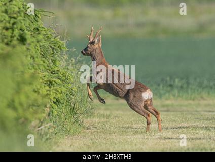 Ein Reh-Hirsch (Capreolus capreolus), mit vollem Geweih, das hoch in eine Weihnachtsbaumplantage hüpft. Suffolk, Großbritannien Stockfoto