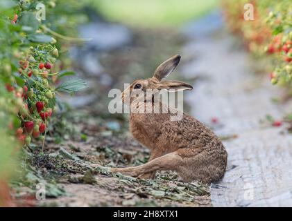 Eine einzigartige Aufnahme eines wilden braunen Hasen, der ein bisschen Yoga in den Erdbeeren der Bauern macht. Wildtier- und Lebensmittelproduktion vom Allerfeinsten. Suffolk, Großbritannien. Stockfoto