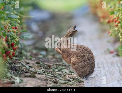 Eine einzigartige Aufnahme eines wilden braunen Hasses, der sein Gesicht nach dem Knabbern der Erdbeeren des Bauern wäscht. Wildtier- und Lebensmittelproduktion vom Allerfeinsten. Suffolk, Großbritannien. Stockfoto