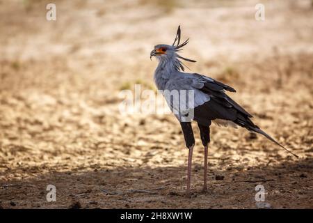 Sekretärin Vogel im Kgalagadi Grenzübergangspark, Südafrika; specie Sagittarius serpentarius Familie von Sagittariidae Stockfoto