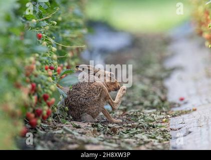 Eine einzigartige Aufnahme eines wilden braunen Hauns, der eine Pflegesitzung in den Erdbeeren des Bauern macht. Wildtier- und Lebensmittelproduktion vom Allerfeinsten. Suffolk, Großbritannien. Stockfoto