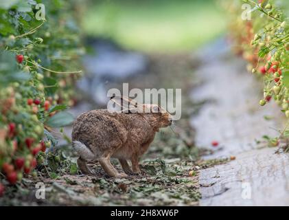 Eine einzigartige Aufnahme eines wilden braunen Hasses, der sich in die Erdbeeren der Bauern gewagt hat. Wildtier- und Lebensmittelproduktion vom Allerfeinsten. Suffolk, Großbritannien. Stockfoto