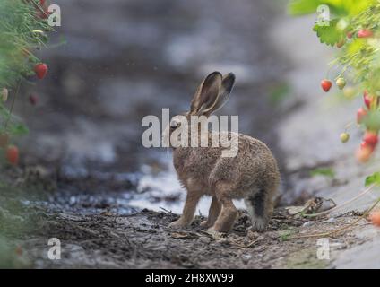 Ein süßer kleiner brauner Hase Leveret, der seinen Weg in den Farmers-Poly-Tunnel voller köstlicher, reifer Erdbeeren geschafft hat. Suffolk, Großbritannien Stockfoto