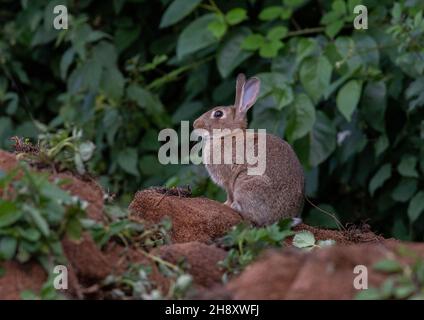 Ein Kaninchen, das auf den weggeworfenen Torfblöcken sitzt, das wachsende Mittel aus einer weichen Obstfarm. Suffolk, Großbritannien Stockfoto