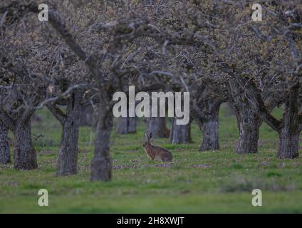 Ein wilder brauner Hase, der inmitten der alten Birnenbäume in einem seit langem etablierten Obstgarten sitzt. Das Gras ist mit purpurpurem Wildblumen ausgelegt.Suffolk, Großbritannien Stockfoto