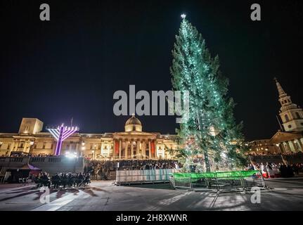 London, Großbritannien. 2nd Dez 2021. Der jährliche Trafalgar Square Weihnachtsbaum ist beleuchtet. Der Baum ist ein jährliches Geschenk der norwegischen Bevölkerung als Dankeschön für die Unterstützung des Vereinigten Königreichs für Norwegen während des Zweiten Weltkriegs. Die diesjährige norwegische Fichte ist 24m hoch, etwa 80 Jahre alt und im traditionellen norwegischen Stil mit 500 weißen Lichtern dekoriert. Kredit: Guy Corbishley/Alamy Live Nachrichten Stockfoto