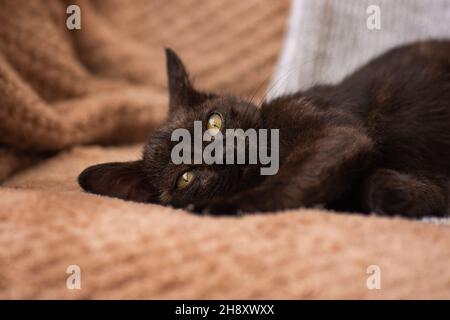 Portrait des Kätzchens schläft auf dem Sofa. Kätzchen entspannen auf weichem grauen Strickhintergrund Stockfoto