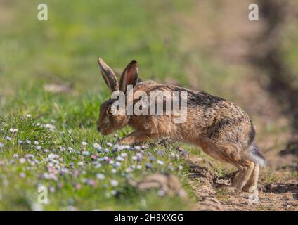 Ein wilder Braunhaar (Lepus europaeus), der die Spurrillen des Traktors auf einer von Gänseblümchen bedeckten Strecke kreuzt. Suffolk, Großbritannien. Stockfoto