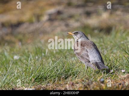 Ein Wintermigrant. Eine Feldfare (Turdus pilarus), die sich im Gras und in den Daisen ernährt. Suffolk, Großbritannien Stockfoto