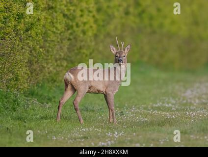 Ein Roe Deer Buck, mit einem zerbrochenen Geweih, der wach auf den Grasrändern in der Sonne steht. Suffolk, Großbritannien Stockfoto