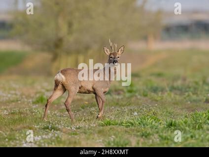 Ein großer gesunder Roe Deer Buck, mit einem gebrochenen Geweih, der in den Gänseblümchen in der Sonne wach steht. Suffolk, Großbritannien Stockfoto