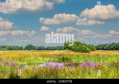 Weite Sumpflandschaft im Bachtal von Rolder Diep, Teil von Drentse AA mit wilder Vegetation auf Sumpfland aufgrund des erhöhten Wasserpegels Stockfoto