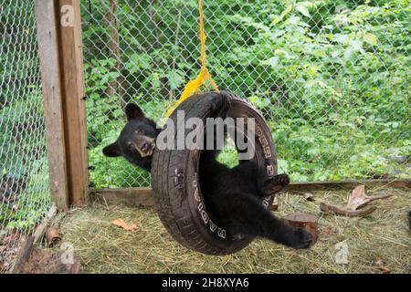 VERÖFFENTLICHUNG: 6. April 2018 TITEL: Pandas STUDIO: IMAX REGIE: David Douglas, Drew Fellman HANDLUNG: In den Bergen von Sichuan, China, verbindet sich ein Forscher mit Qian Qian, einem Panda, der die Natur zum ersten Mal erleben wird. (Bild: © IMAX/Entertainment Picturs) Stockfoto