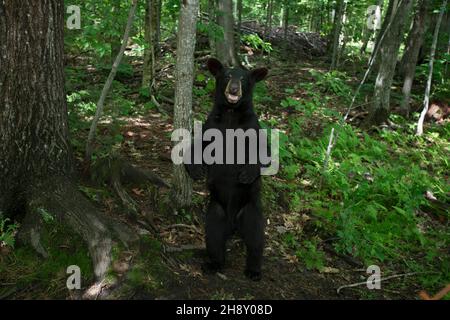 VERÖFFENTLICHUNG: 6. April 2018 TITEL: Pandas STUDIO: IMAX REGIE: David Douglas, Drew Fellman HANDLUNG: In den Bergen von Sichuan, China, verbindet sich ein Forscher mit Qian Qian, einem Panda, der die Natur zum ersten Mal erleben wird. (Bild: © IMAX/Entertainment Picturs) Stockfoto