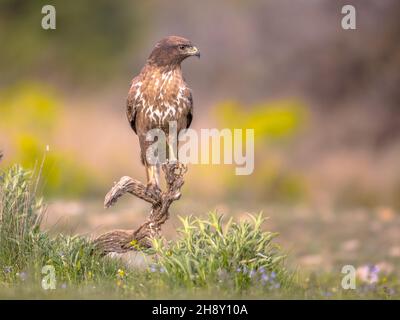 Ein gewöhnlicher europäischer Bussard (Buteo buteo)-Greifvogelgrab, der in den spanischen Pyrenäen, Vilagrassa, Katalonien, Spanien auf der Suche nach Beute ist. April. Stockfoto