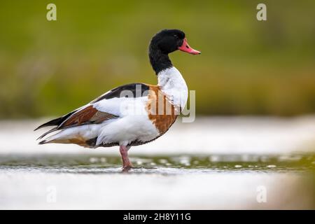 Gewöhnliche Schelmente (Tadorna tadorna) Wasservögel, die im flachen Wasser des Gezeitensumpfes am Wattenmeer in den Niederlanden auf Nahrungssuche gehen. Wildtierszene in der Natur. Stockfoto