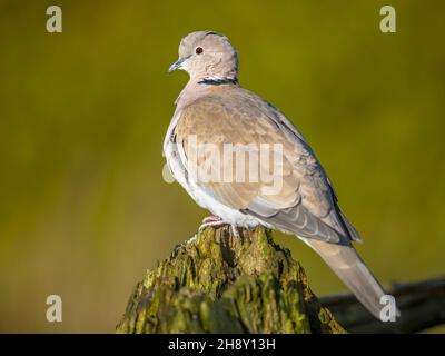 Eurasische Halstaube (Streptopelia decaocto) Vogel, der auf Baumstamm im ökologischen Garten vor blauem Himmel thront. Tierwelt in der Natur. Niederlande. Stockfoto