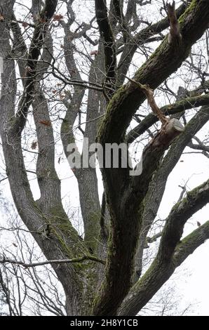 Im Winter die Äste und Zweige einer Eiche (Quercus) aufschauen Stockfoto