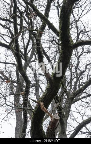 Im Winter die Äste und Zweige einer Eiche (Quercus) aufschauen Stockfoto