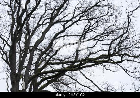 Im Winter die Äste und Zweige einer Eiche (Quercus) aufschauen Stockfoto