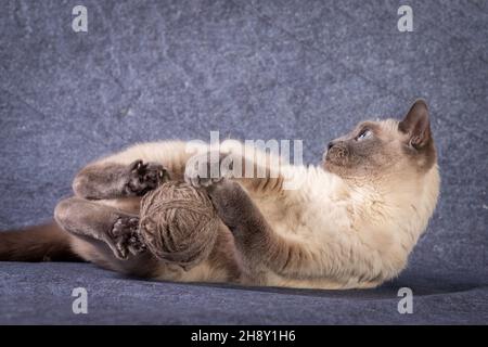 Eine thailändische Siamkatze liegt und spielt mit einem Fadenball. Stockfoto