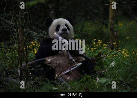 VERÖFFENTLICHUNG: 6. April 2018 TITEL: Pandas STUDIO: IMAX REGIE: David Douglas, Drew Fellman HANDLUNG: In den Bergen von Sichuan, China, verbindet sich ein Forscher mit Qian Qian, einem Panda, der die Natur zum ersten Mal erleben wird. (Bild: © IMAX/Entertainment Picturs) Stockfoto