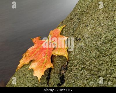 Einzelnes Ahornblatt, das in bewegtem Strom mit Bewegungsunschärfe des Wassers auf Stein gefallen ist Stockfoto