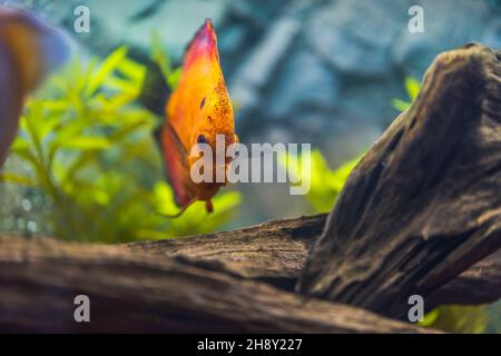 Nahaufnahme der Rotmelone-Diskusfische im Aquarium. Hobby-Konzept. Schweden. Stockfoto