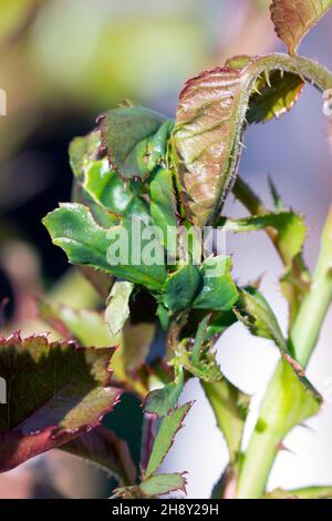 Raupe von Archips rosana (Cacoecia) die Rottortrix Tortricidae auf beschädigten Rosenblättern. Die Larven ernähren sich von gerollten Blättern verschiedener Pflanzen Stockfoto