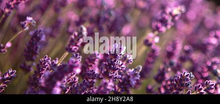 Banner mit Lavendelblütenfeld bei Sonnenstrahlen Stockfoto