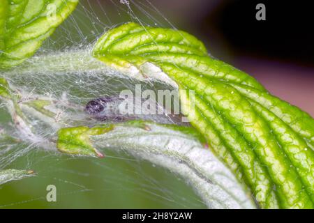 Raupe von Archips rosana (Cacoecia) die Rottortrix Tortricidae auf beschädigten Rosenblättern. Die Larven ernähren sich von gerollten Blättern verschiedener Pflanzen Stockfoto