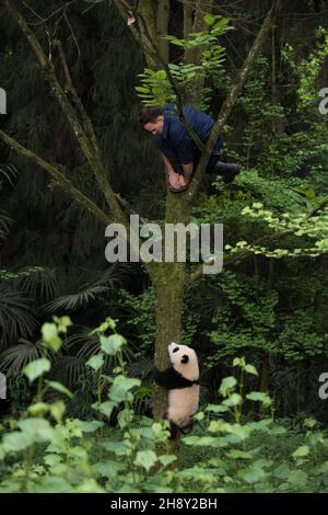 VERÖFFENTLICHUNG: 6. April 2018 TITEL: Pandas STUDIO: IMAX REGIE: David Douglas, Drew Fellman HANDLUNG: In den Bergen von Sichuan, China, verbindet sich ein Forscher mit Qian Qian, einem Panda, der die Natur zum ersten Mal erleben wird. (Bild: © IMAX/Entertainment Picturs) Stockfoto