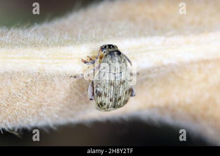Der Bohnenkäfer Acanthoscelides obtectus oder Samenkäfer (Bruchinae oder früher Bruchidae) auf der Bohnenschote. Stockfoto