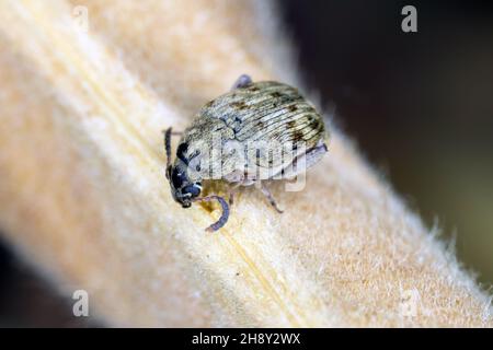 Der Bohnenkäfer Acanthoscelides obtectus oder Samenkäfer (Bruchinae oder früher Bruchidae) auf der Bohnenschote. Stockfoto