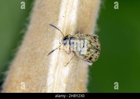 Der Bohnenkäfer Acanthoscelides obtectus oder Samenkäfer (Bruchinae oder früher Bruchidae) auf der Bohnenschote. Stockfoto