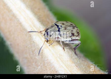 Der Bohnenkäfer Acanthoscelides obtectus oder Samenkäfer (Bruchinae oder früher Bruchidae) auf der Bohnenschote. Stockfoto