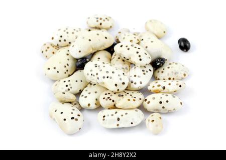 Durch Schädlinge zerstörte Bohnensamen - Bohnenkäfer Acanthoscelides obtectus oder Samenkäfer (Bruchinae oder früher Bruchidae). Stockfoto