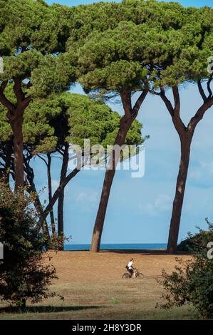 Baratti, Grosseto, Italien - 2021, September 18: Radfahren im Pinienwald, in der Nähe des Meeres, durch monumentale Bäume. Stockfoto